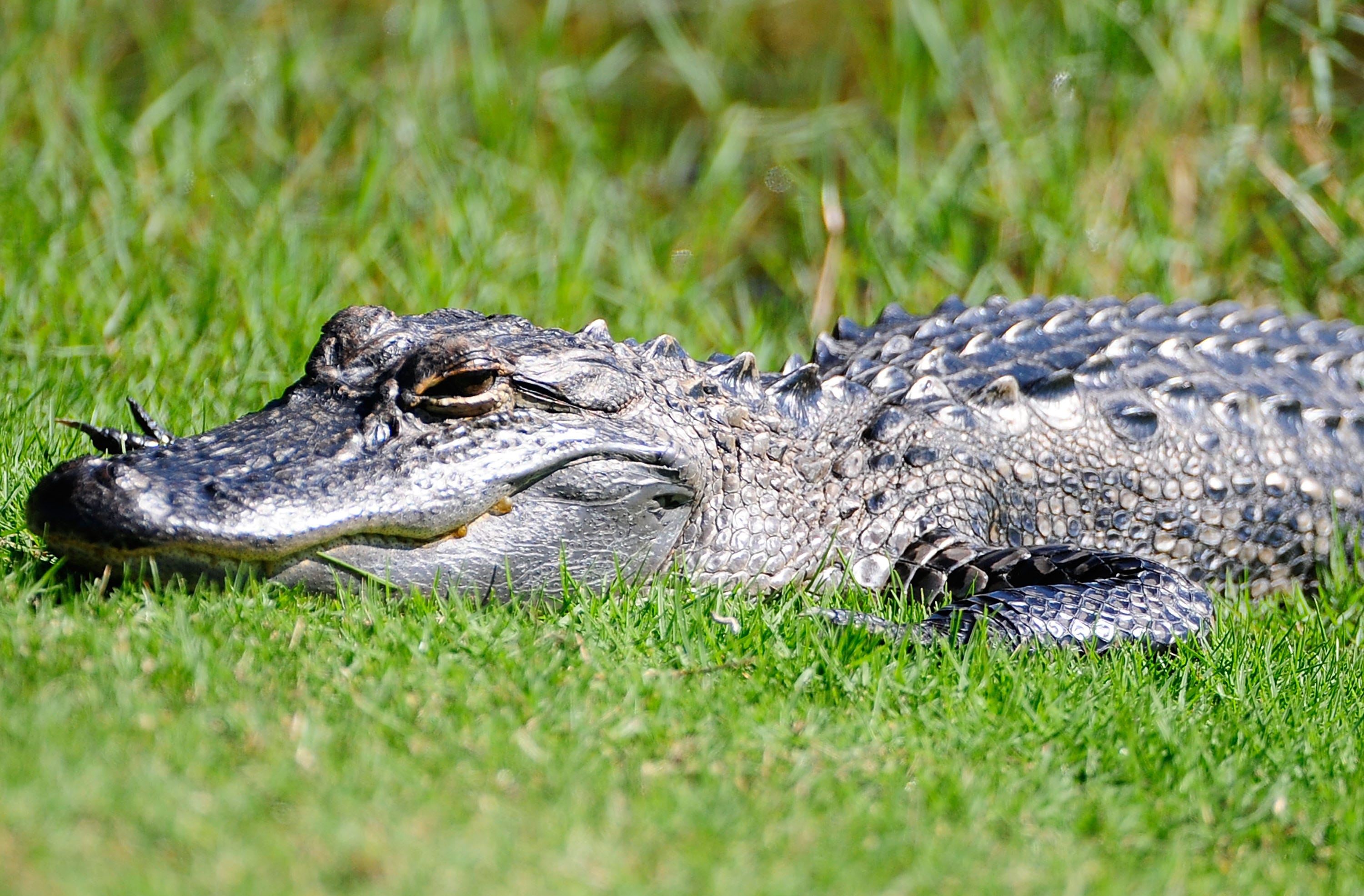 Mike Dragich du MMA devient trappeur d’alligators devant une école de Floride