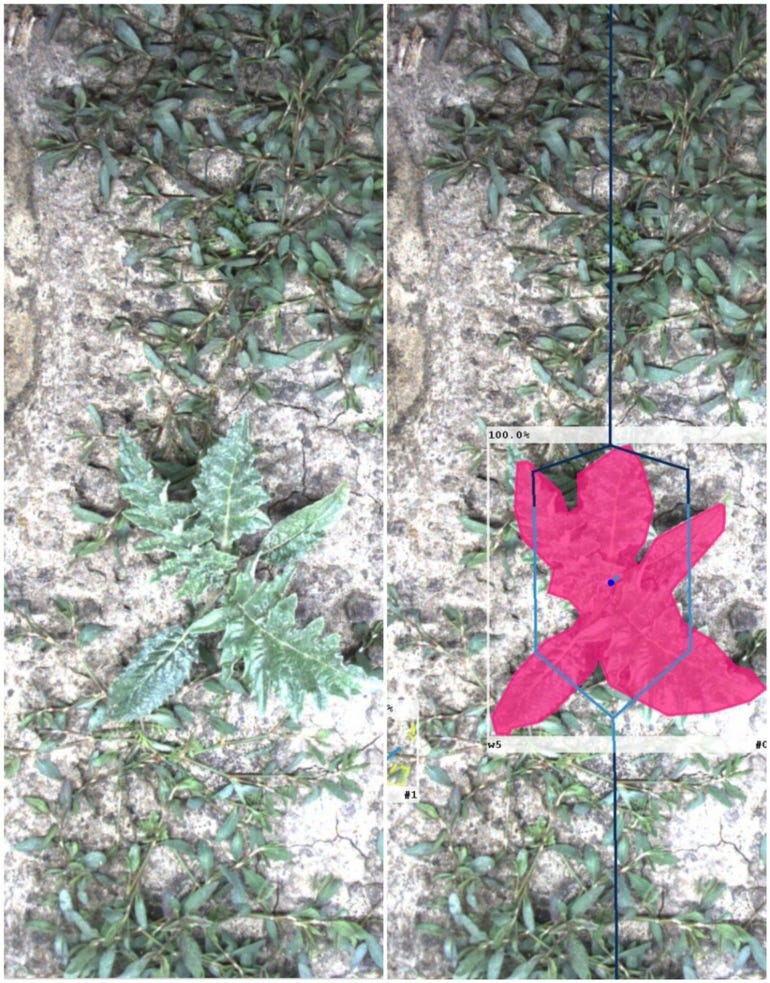 An image from the FarmWise software that uses computer vision and machine learning to map a field. In this instance, it has marked a young artichoke plant, while leaving nearby weeds unmarked. The system’s autonomous weeding implement will then cultivate around the artichoke, leaving it untouched.