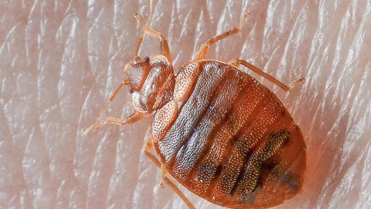 Milwaukee has (again) been named one of the top cities in America for bed bug infestations