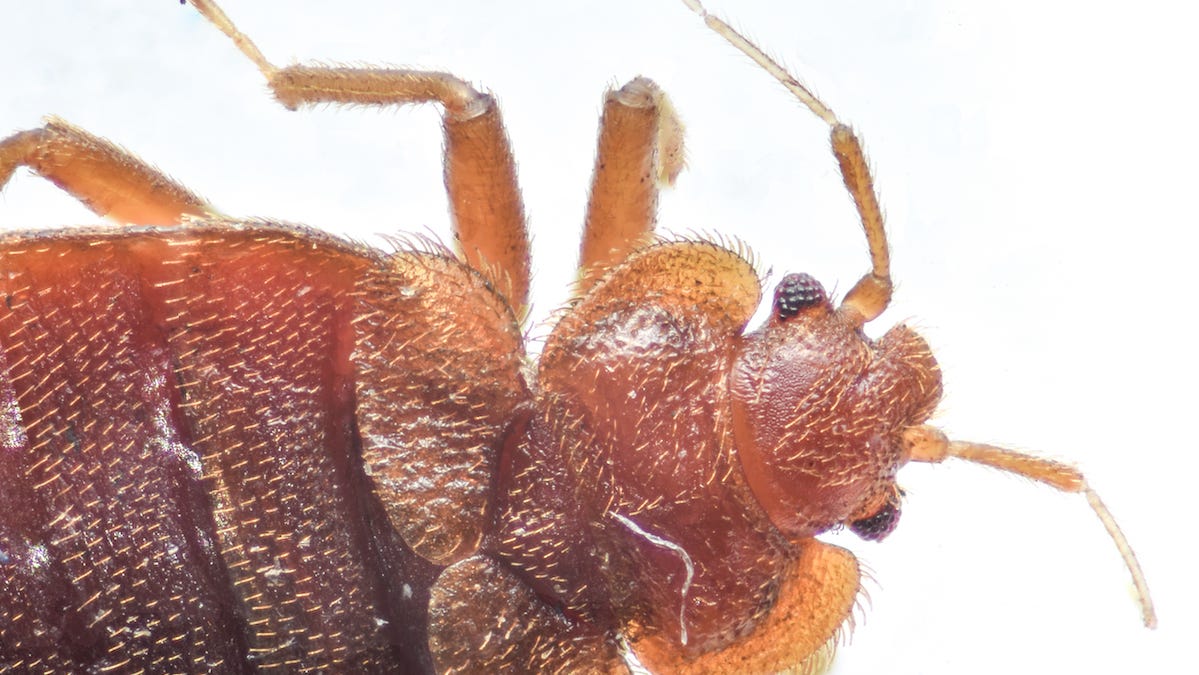 The head and thorax of a bed bug are shown.