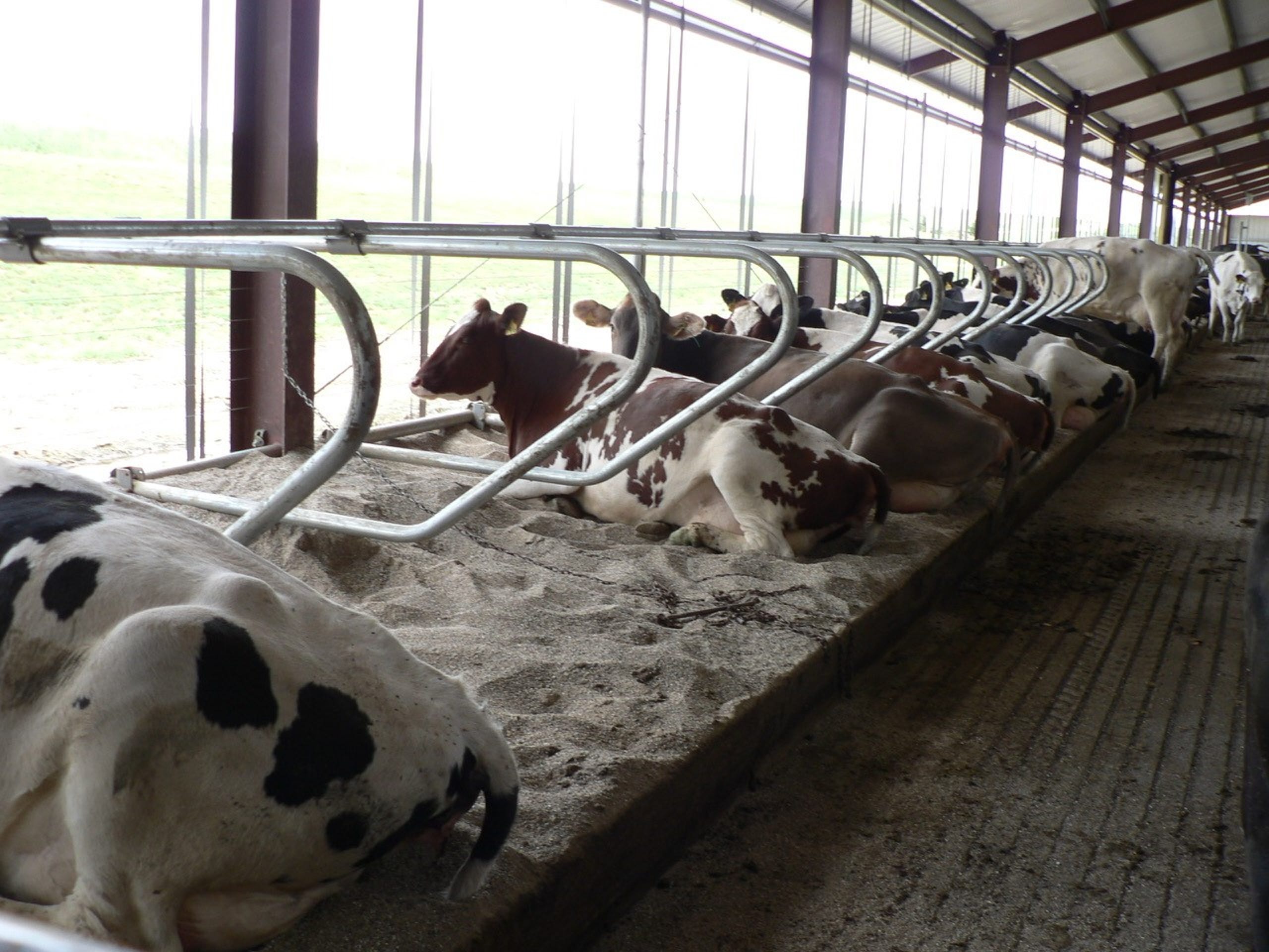 Today's barns are constructed wtih cow comfort in mind.