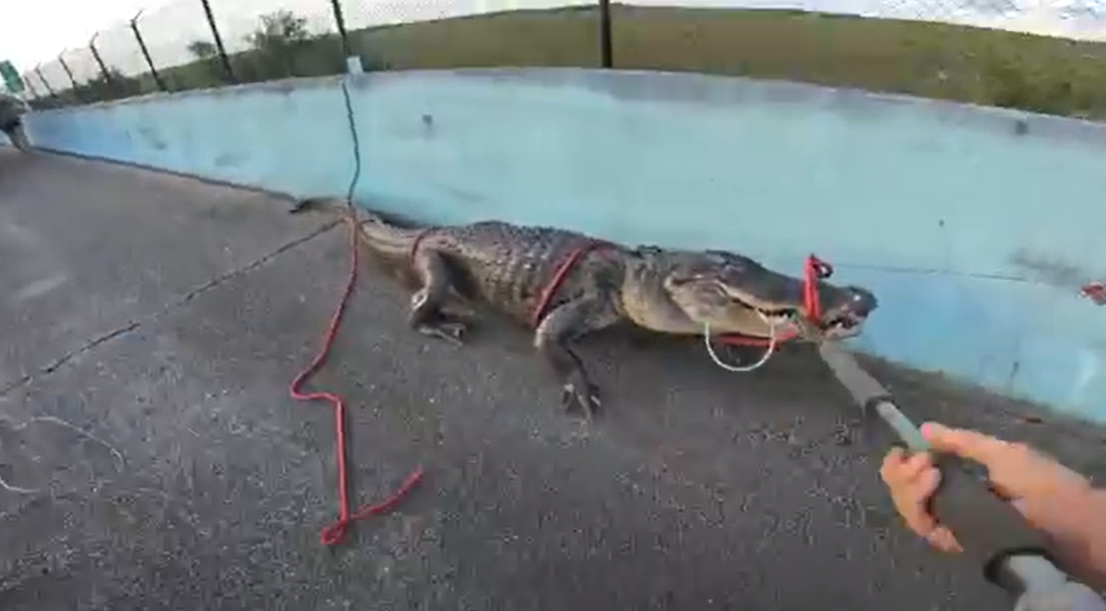 Video shows wranglers tussle with 10-foot-long alligator on Florida highway