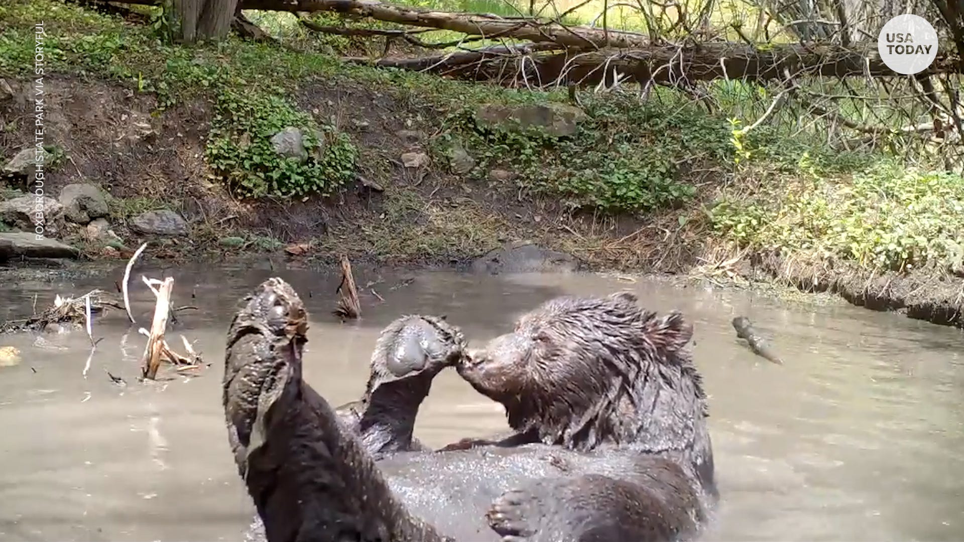 Bear fights off high temperatures with a dip and swim in muddy puddle