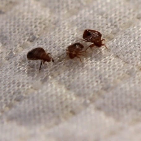 How to spot bed bugs at hotels and avoid bringing them home