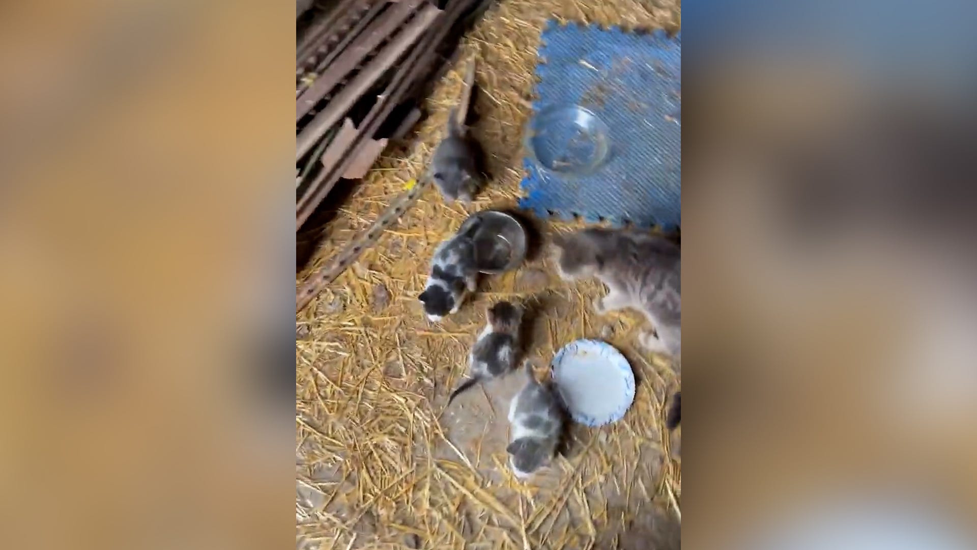 Trio of frantically meowing cats lead woman to adorable discovery: a litter of kittens