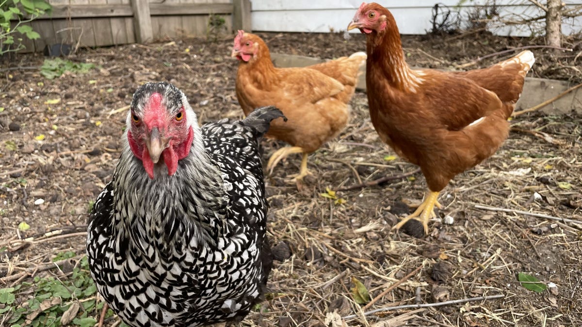 Oconto Falls may soon allow backyard chickens Oconto Falls may soon allow backyard chickens
