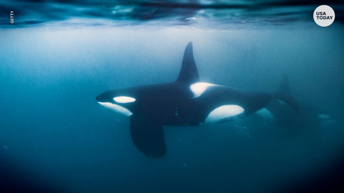Orca Explained in 1977 Why Killer Whales Are So Angry Today | Flipboard