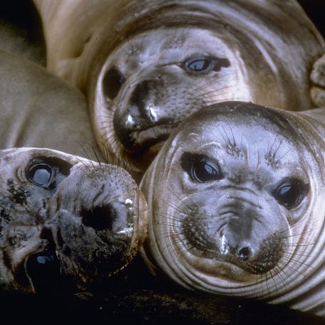 Elephant seal pups lounge on Santa Barbara Island, which is also a breeding area for California sea lions and harbor seals. People love dolphins, whales, seals, manatees, sea otters, polar bears and other species. In 1972, overwhelming public support for these creatures led Congress to pass the Marine Mammal Protection Act.