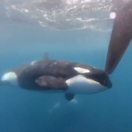 In an image from video provided by The Ocean Race, an orca moves along a rudder of Team JAJO's boat.