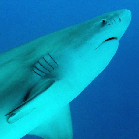 Bull sharks such as this one are often the culprit in shark bites.