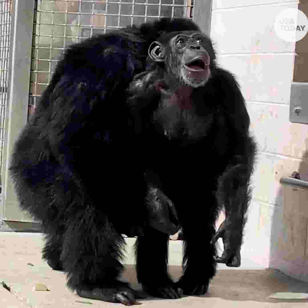 Camera captures emotional moment cage chimp sees sky for first time