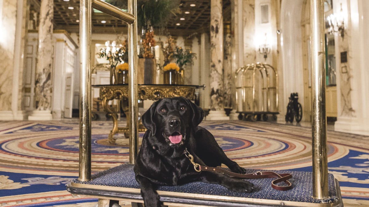 These dogs have jobs Very important and sometimes ruff hotel jobs These dogs have jobs Very important and sometimes ruff hotel jobs