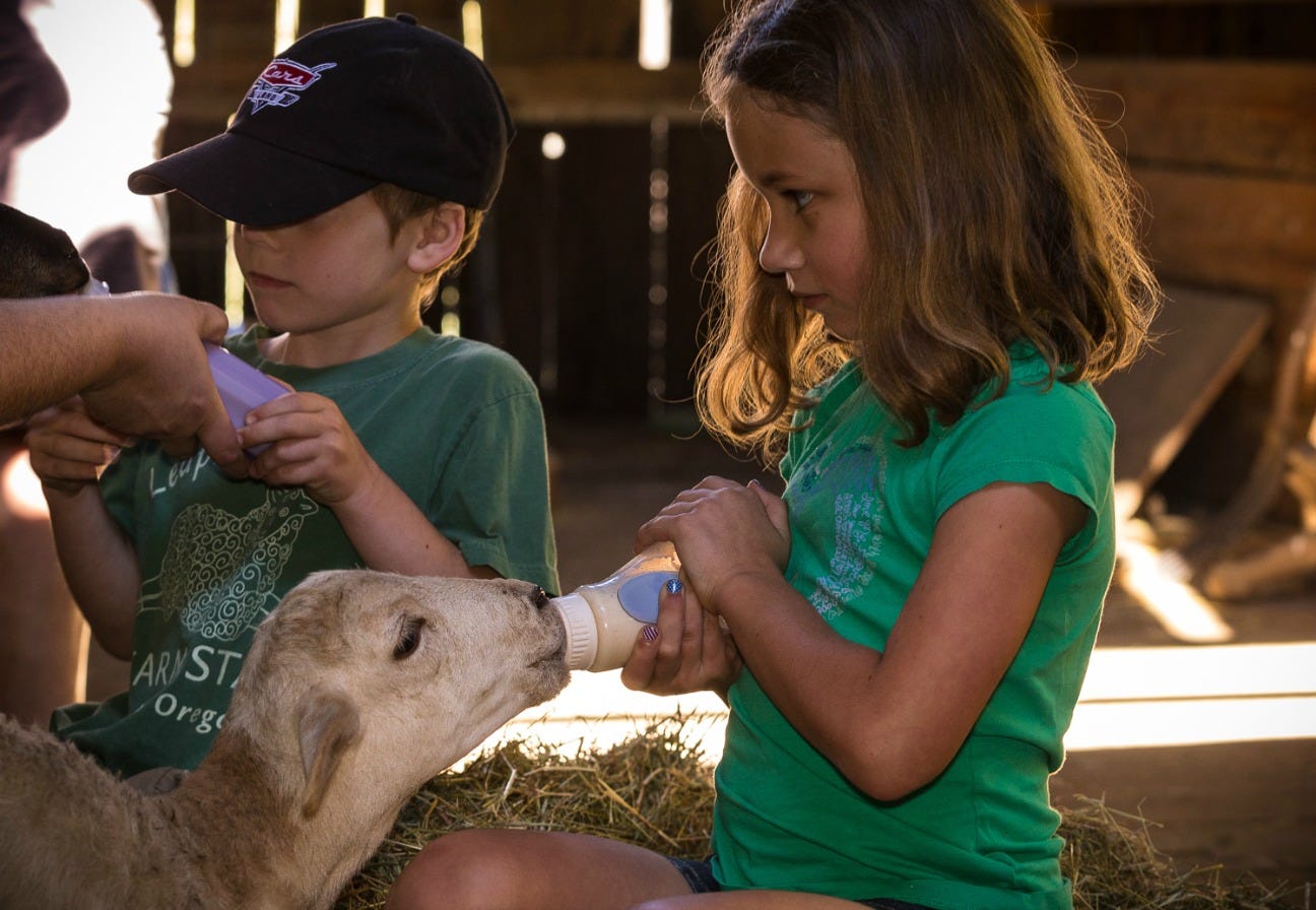 Leaping Lamb Farm in Alsea, Oregon