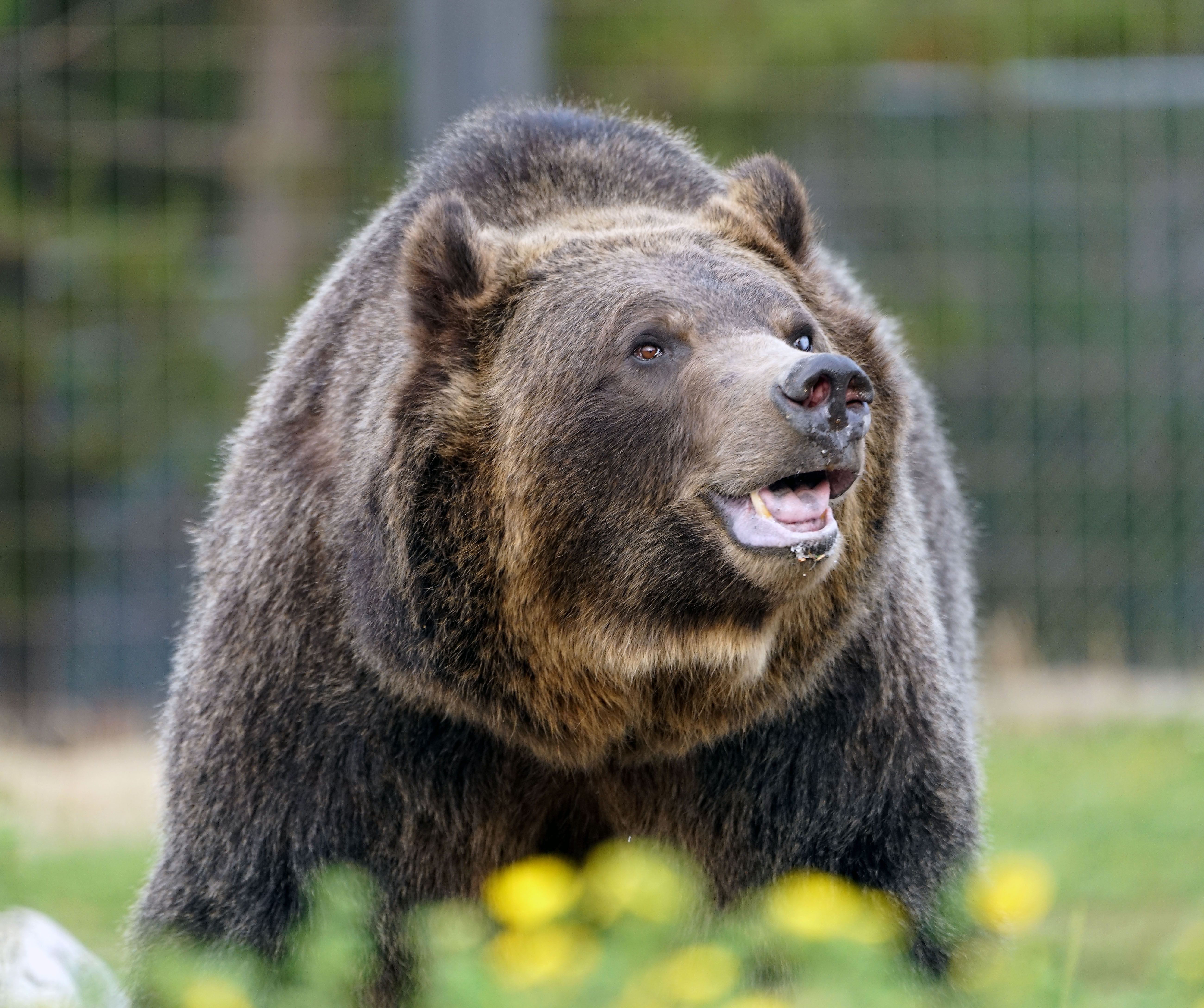 A grizzly bear in West Yellowstone.