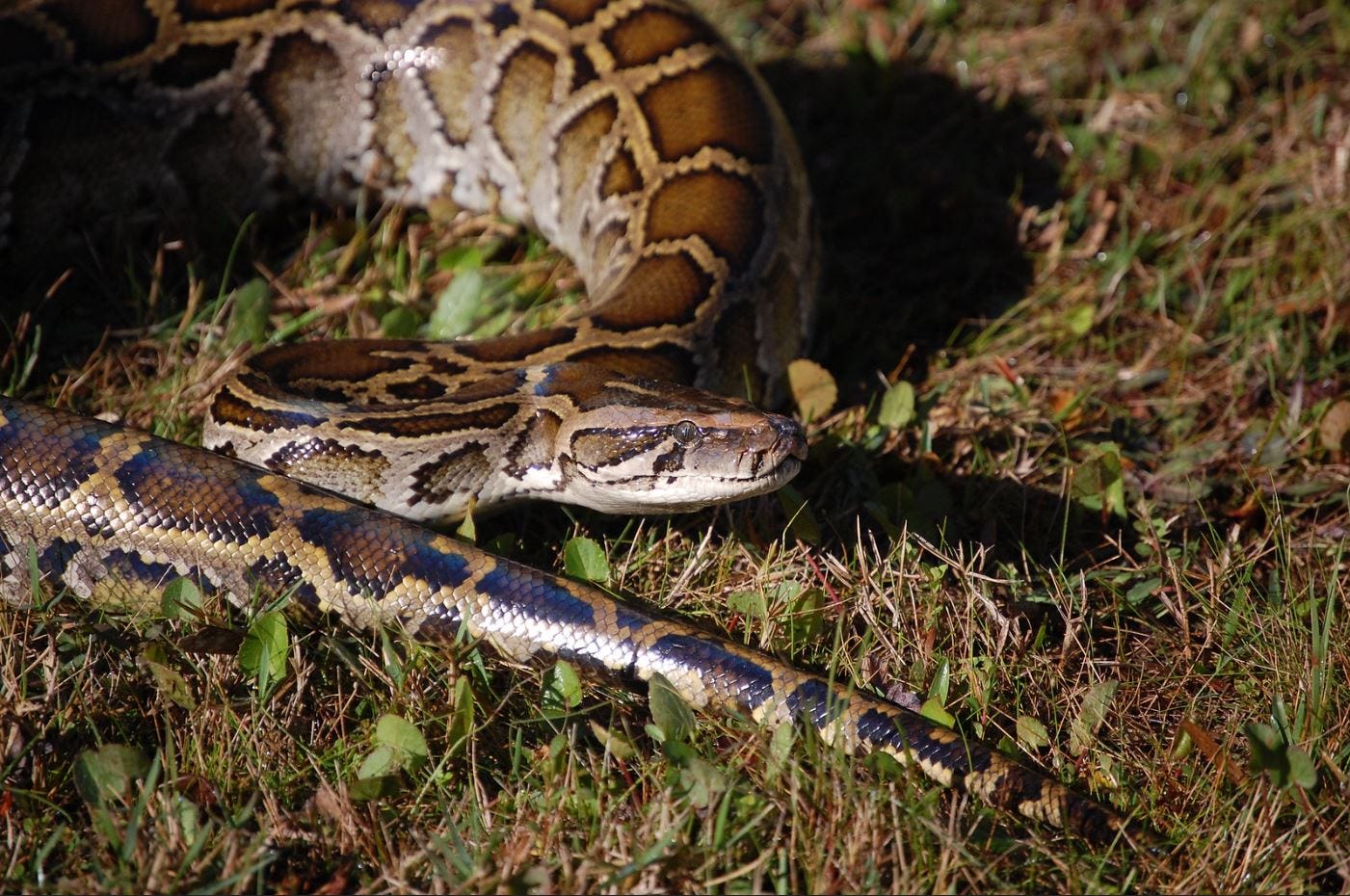 A closer look at the infamous Burmese python.
