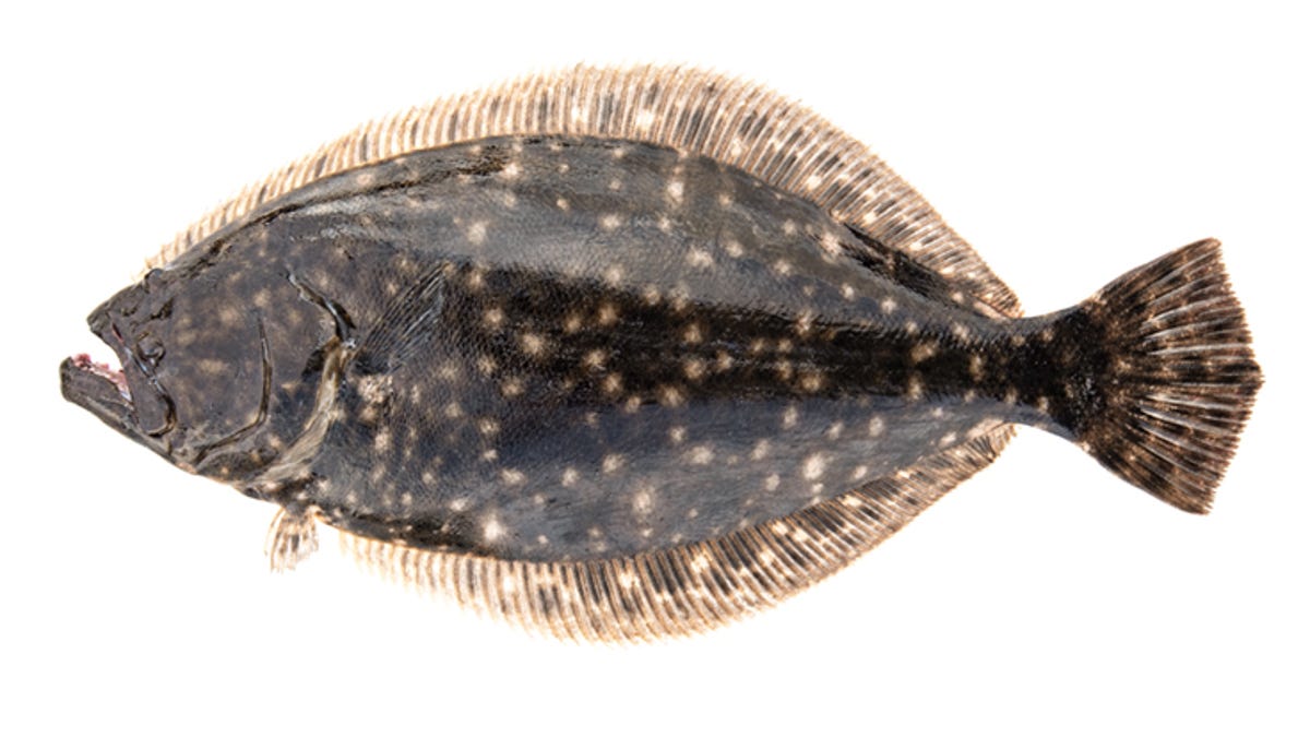 State officials: No NC recreational flounder season in 2024
