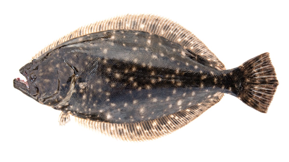 State officials: No NC recreational flounder season in 2024 State officials: No NC recreational flounder season in 2024