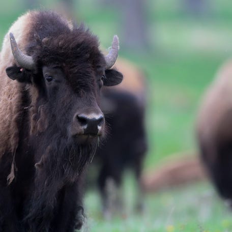 An American bison is seen on Friday, May 12, 2023, at Back in Time Bison Ranch near Stevens Point, Wis. Tork Mason/USA TODAY NETWORK-Wisconsin