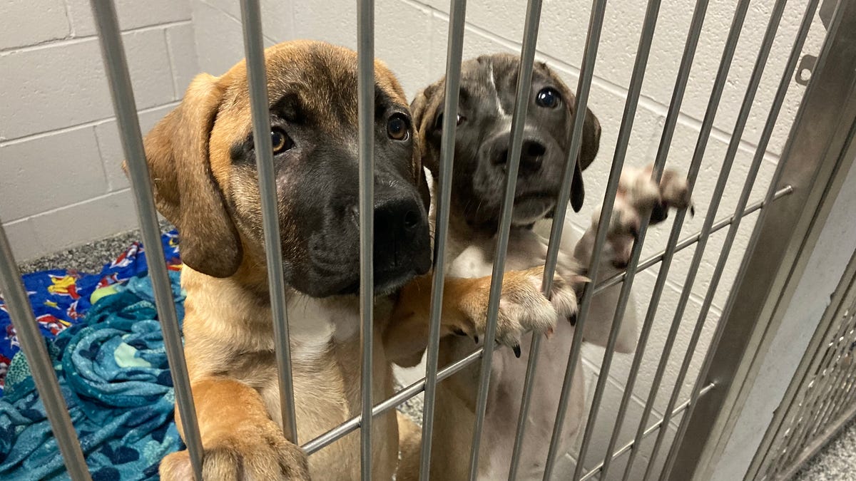 Top stories this week Puppy adoption woes jailhouse gal pals new Providence restaurants Top stories this week Puppy adoption woes jailhouse gal pals new Providence restaurants