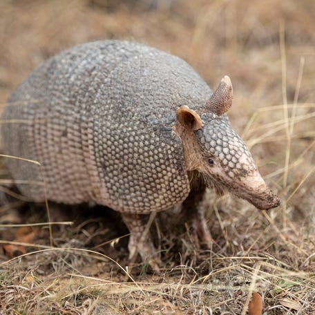 Bee Cave Bob, a nine-banded armadillo, gets ready to predict the weather during Armadillo Day at the West Pole in Bee Cave on Feb. 2, 2022. Closely associated with Texan identity, these particular armadillos are relatively recent immigrants to the area.