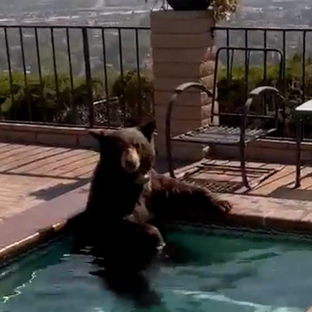 A bear chills in a jacuzzi in the city of Burbank, California.
