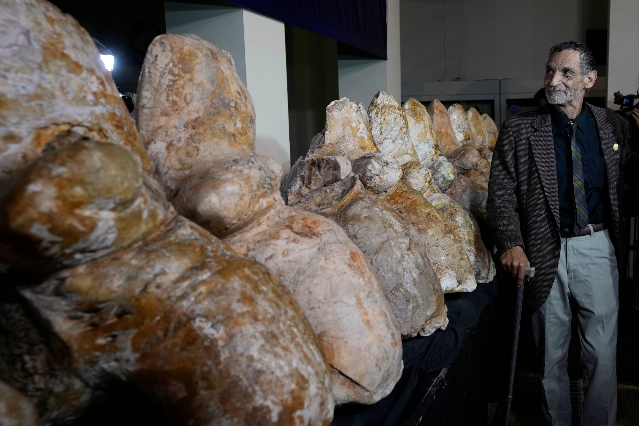 Paleontologist Mario Urbina poses for a photo next to the vertebrae of a newly found species named Perucetus colossus, or “the colossal whale from Peru”, during a presentation in Lima, Peru, Wednesday, Aug. 2, 2023.