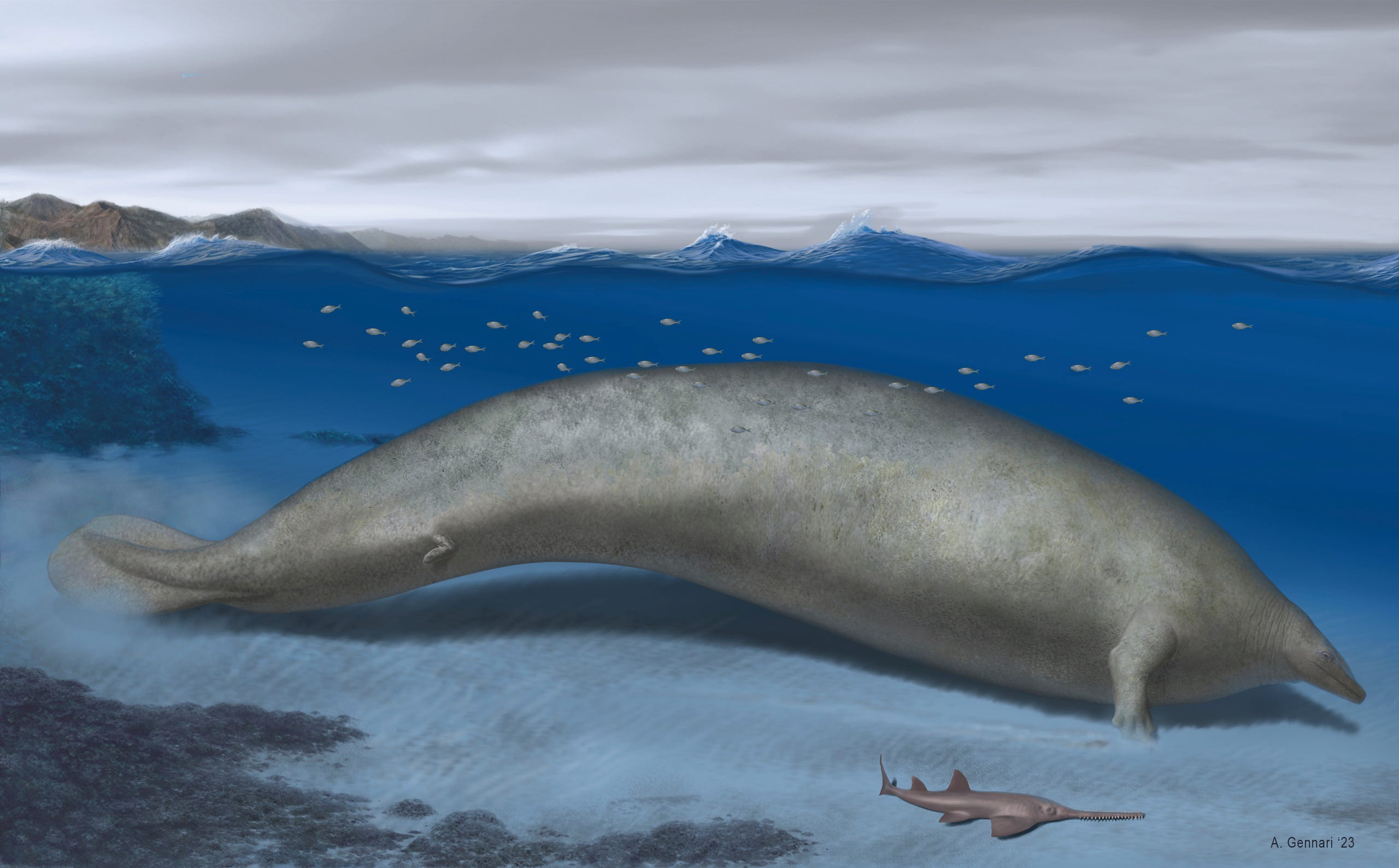 In this 2023 artist illustration by Alberto Gennari, Perucetus colossus is reconstructed in its coastal habitat, with an estimated body length: ~20 meters. Researchers describe the new species named Perucetus colossus, or “the colossal whale from Peru," in the journal Nature on Wednesday, Aug. 2, 2023.