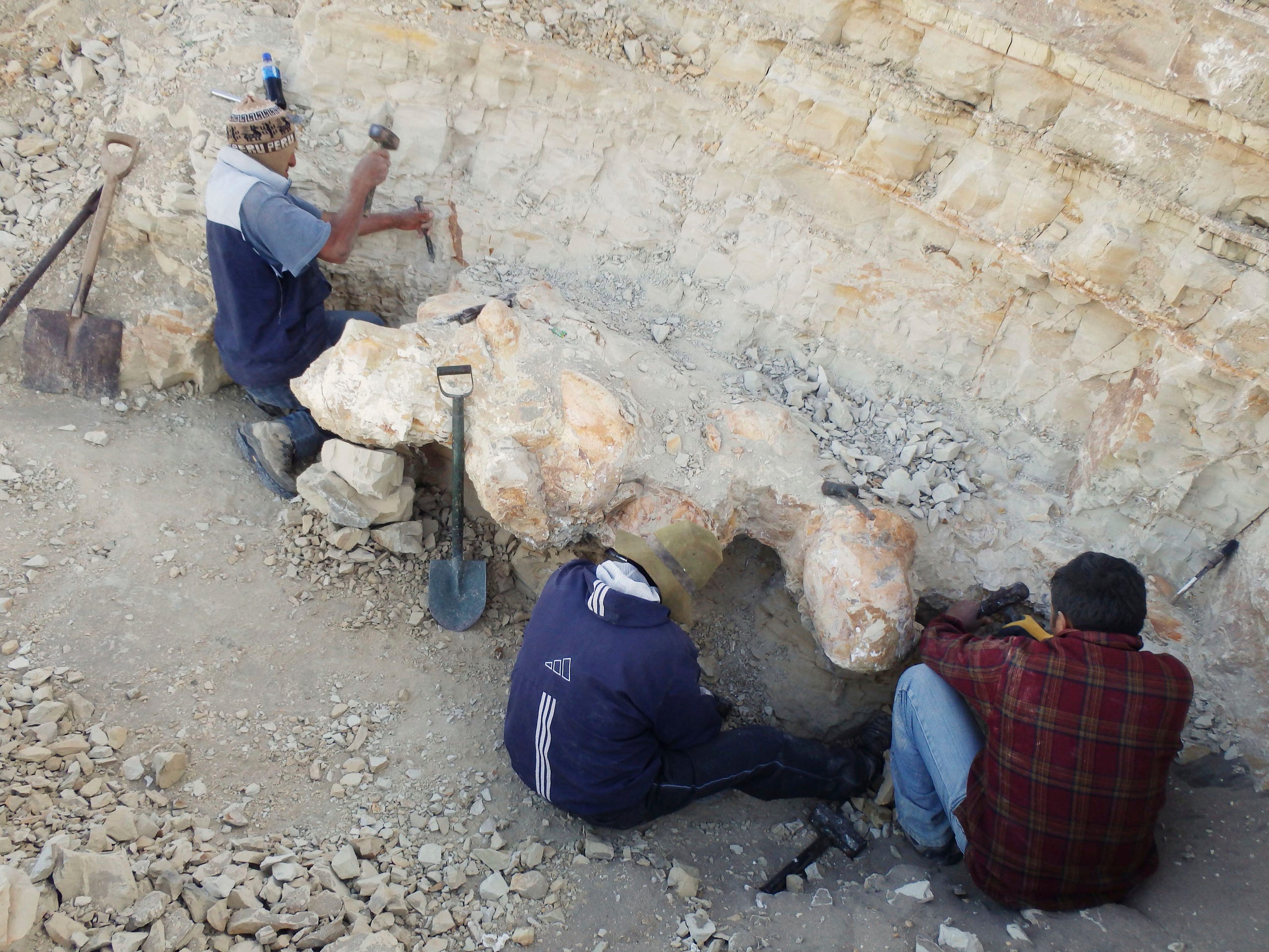 In this June 2017, photo provided by Department of Earth Sciences, University of Pisa, disarticulated vertebrae of the skeleton of Perucetus colossus is excavated by Eusebio Diaz, from left, Alfredo Martinez and Walter Aguirre, in the Ica Province, southern Peru.