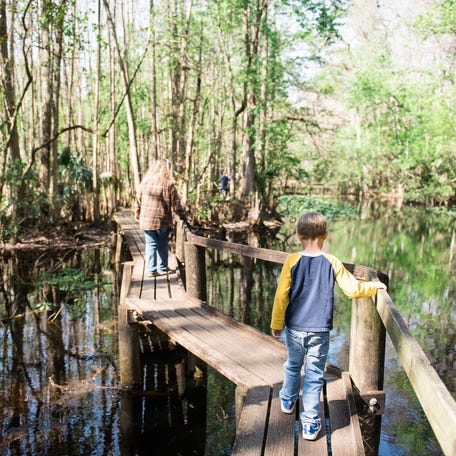 Highlands Hammock is home to more rare and endemic species than any other Florida state park
