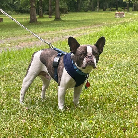 A brown-and-white male French bulldog that was allegedly abandoned by its owner at the Pittsburgh International Airport is doing well in foster care and is up for adoption.