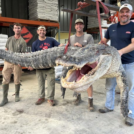 Tanner White (from left), tag-holder Donald Woods, Will Thomas and Joey Clark harvested the new state record alligator on August 26 measuring 14 feet, three inches.