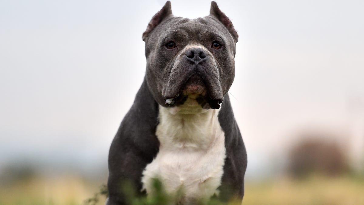 Uma nova proibição no Reino Unido pode tirar cães dos seus donos