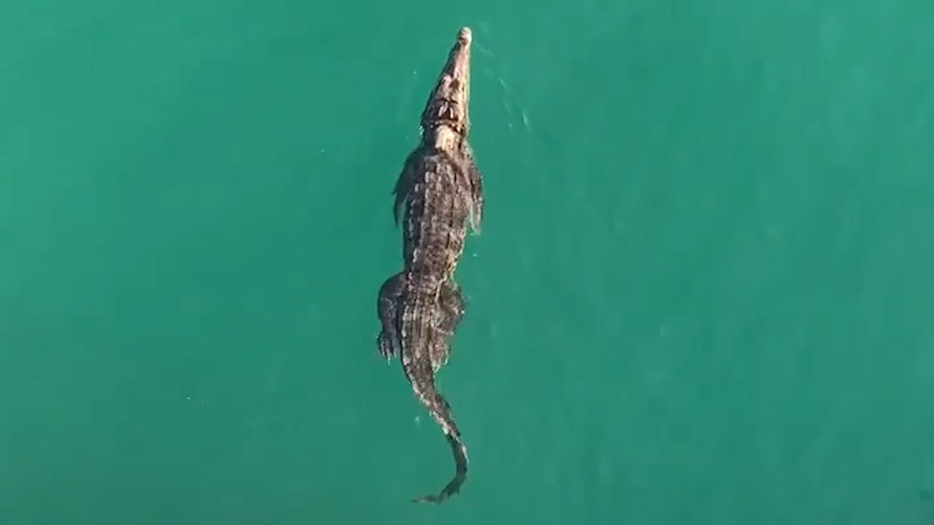 A Florida beach was closed to swimmers after a crocodile was spotted swimming in the water