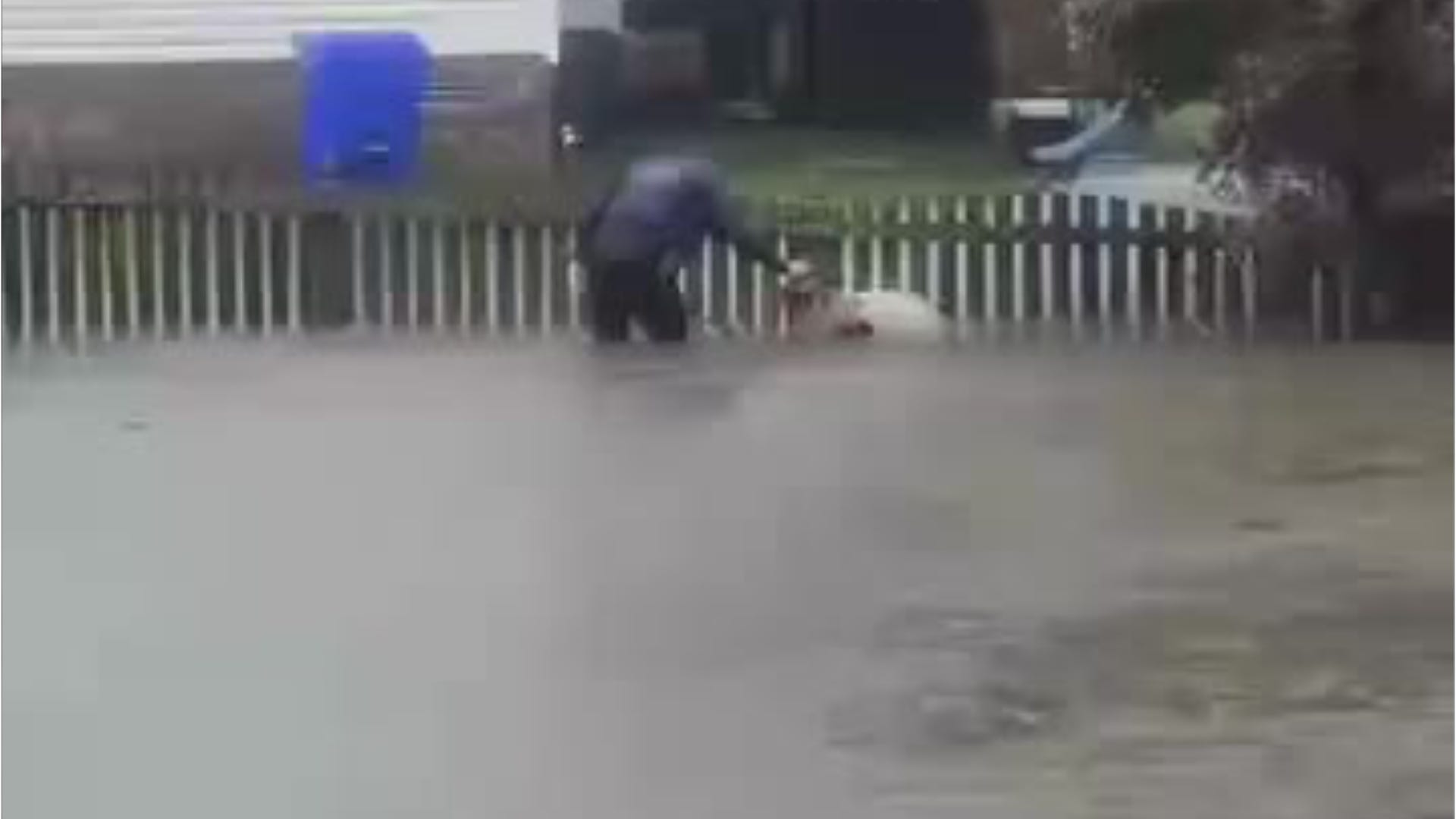 Dog tied to fence rescued from Ophelia floodwaters