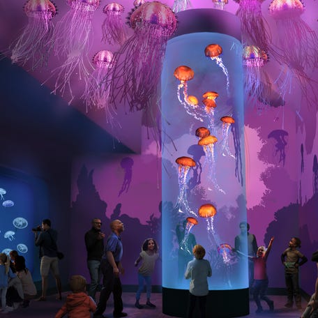Guests at SeaWorld San Diego can explore three galleries where live jellyfish will be swimming about.