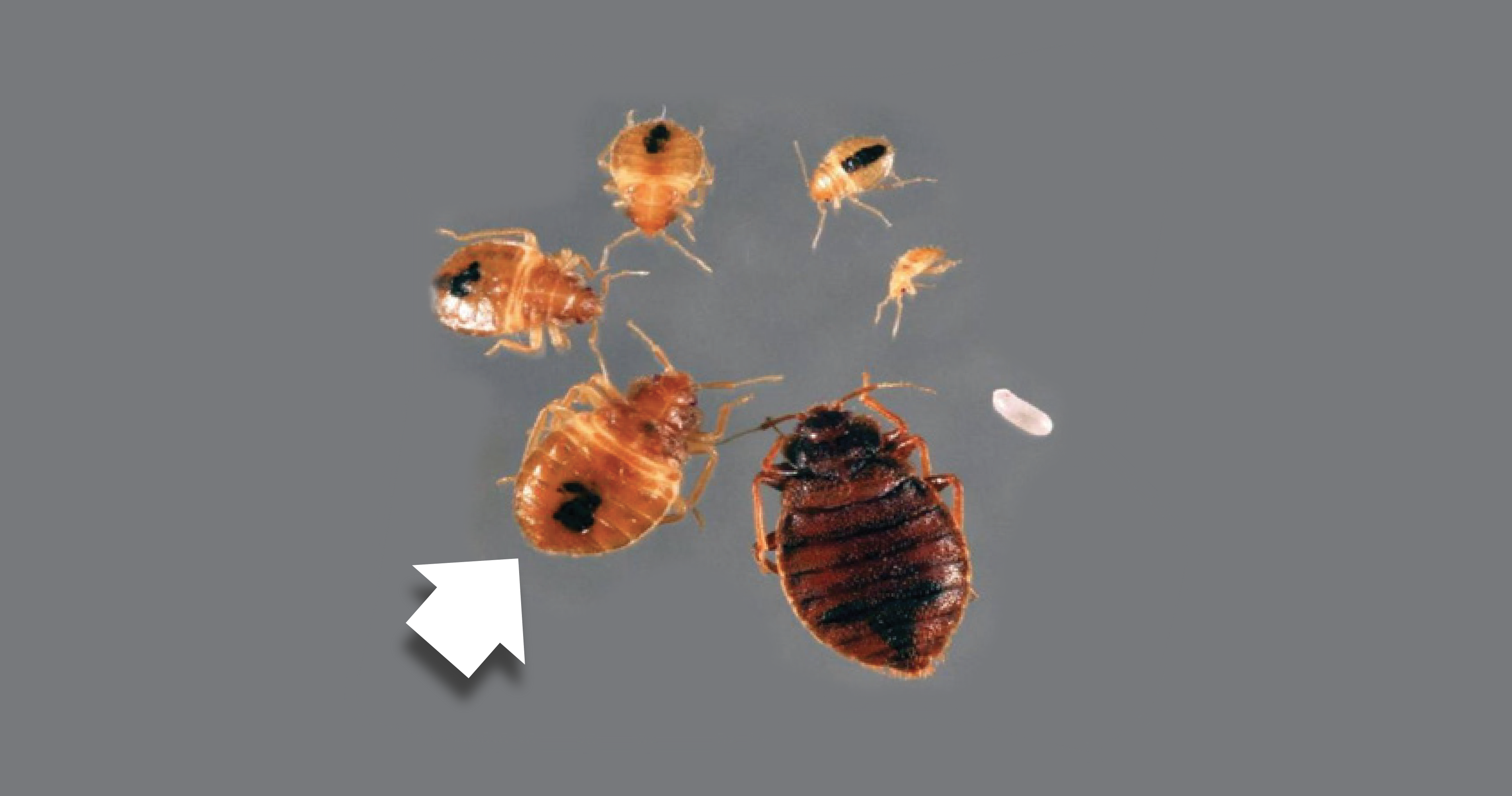 What are bedbugs? Bedbugs are insects that feed on the blood of animals and humans.