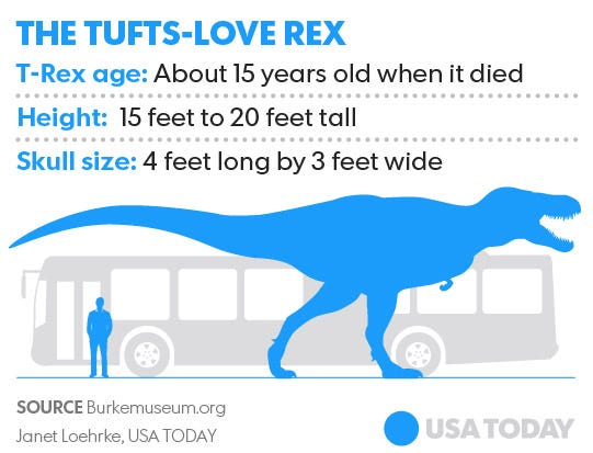 t rex age